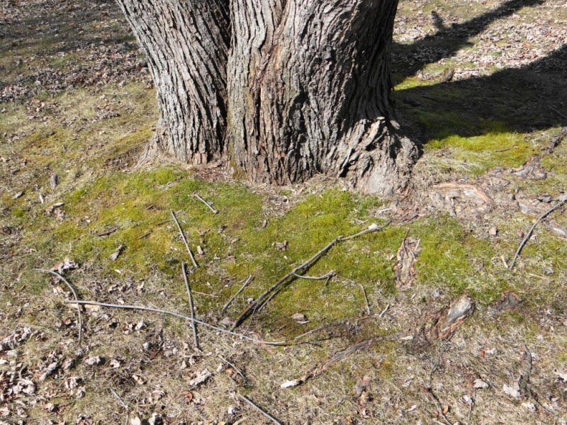 Plagiomnium cuspidatum